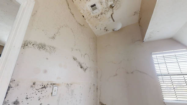 Best Forensic Mold Investigation  in Haskell, TX