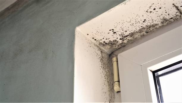 Best Mold Odor Removal Services  in Haskell, TX