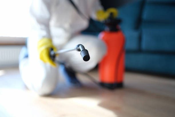 Best Attic Mold Removal  in Haskell, TX